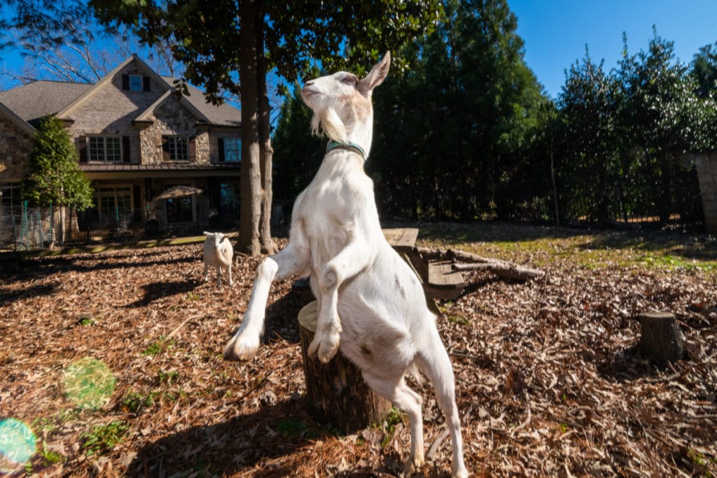 The Most Famous Goats in Buckhead Buckhead