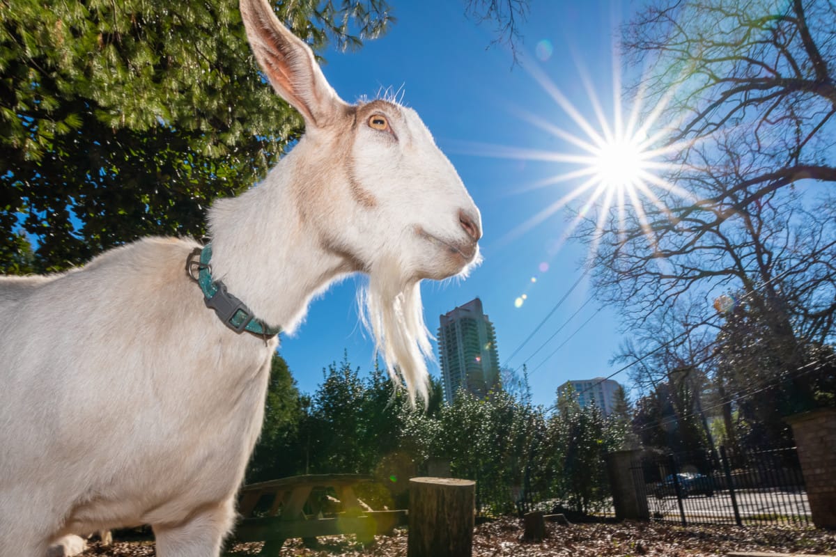 The Most Famous Goats In Buckhead - Buckhead